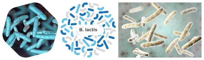 product-826-245 bifidobacterium lactis benefits