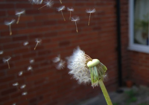 Dandelion Extract