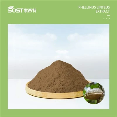 상황버섯 분말