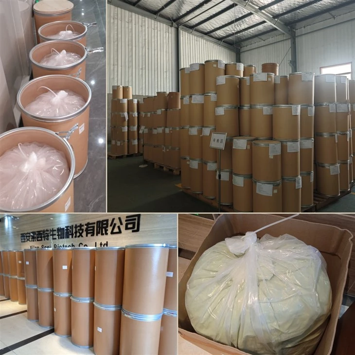 Reishi Mushroom Spore Powder best